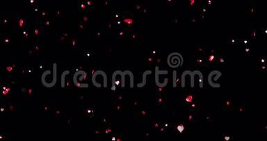 情人节红色的心形在黑色的背景上流动，节日喜庆情人节的爱情概念，带有阿尔法，频道